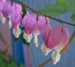 FileBleeding Heart (Dicentra spectabilis).jpg