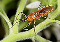 Sycamore Assassin Bug (Pselliopus cinctus) Subfamily:Phymatinae