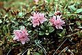 Lapland rosebay (Rhododendron lapponicum )