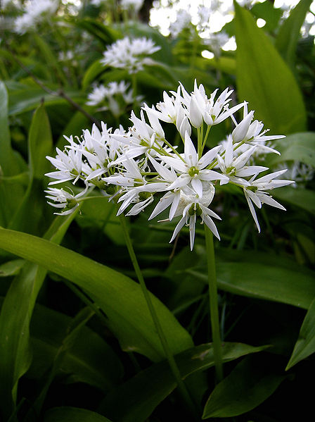 File:Allium ursanium.jpg