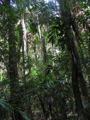 canopy layer of the rainforest
