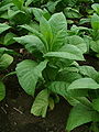 Thumbnail for version as of 00:55, 24 May 2012