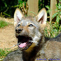 Arabian Wolf (C. l. arabs)