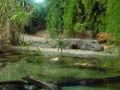 West African Dwarf Crocodile (Osteolaemus tetraspis) O. t. tetraspis