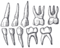 Thumbnail for version as of 05:18, 31 January 2012