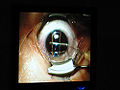 Thumbnail for version as of 08:20, 12 May 2010