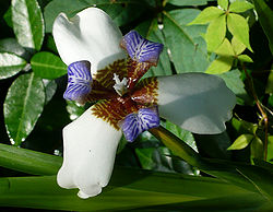 Neomarica gracilis 2.jpg