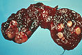 Thumbnail for version as of 01:27, 27 March 2009