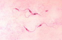 Trypanosoma cruzi crithidia.jpg