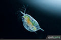 water flea (Daphnia)