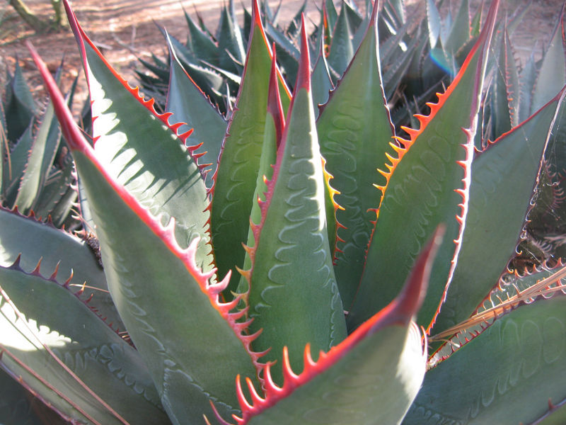 File:Agave spine.jpg