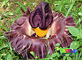 Thumbnail for version as of 02:12, 17 May 2010