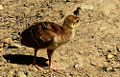 Thumbnail for version as of 04:53, 13 March 2008
