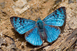 Blue butterfly.jpg