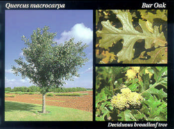 Bur Oak.PNG