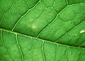 Thumbnail for version as of 21:24, 30 August 2008