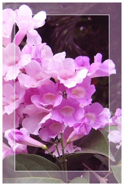 File:Lilac blossoms.jpg
