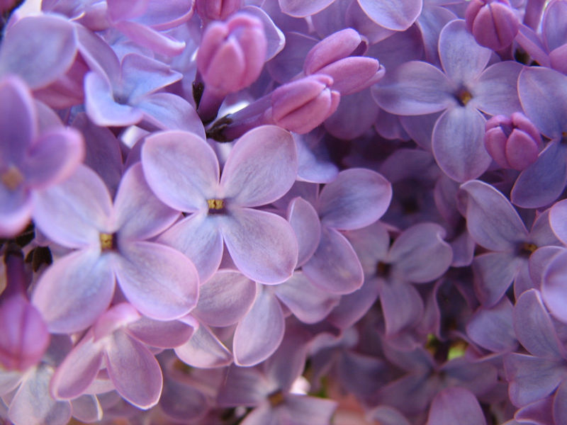 File:Lilac bush purple.jpg