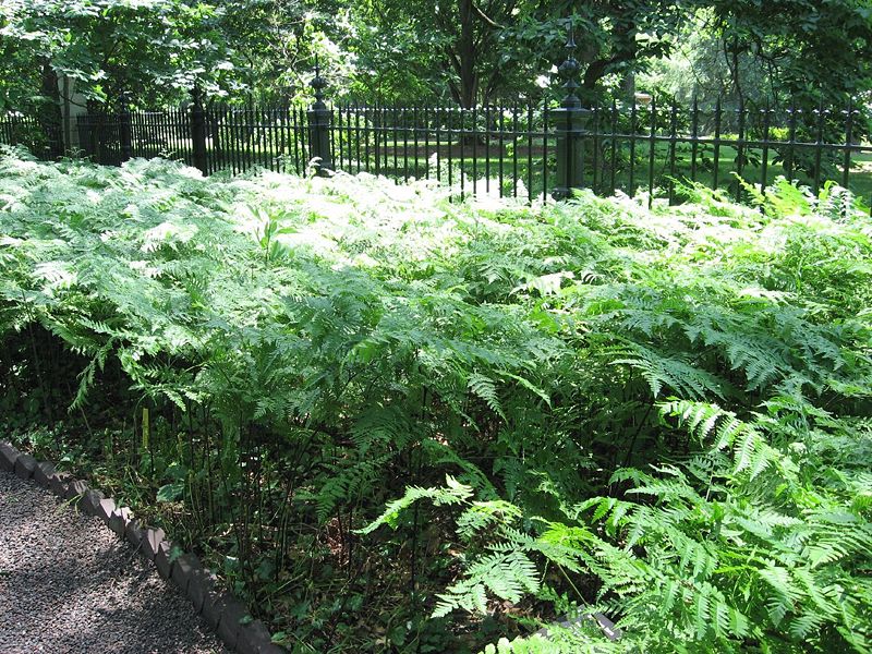 File:Lots of bracken ferns.jpg