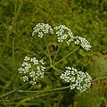 Bulblet-Bearing Water Hemlock (Cicuta bulbifera) Genus: Cicuta
