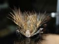 Polychaete 7.jpg