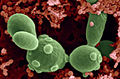 Saccharomyces boulardi (large cells) found along with bacteria in fermented fruit juice. Photo Credit: SciMAT / Photo Researchers, Inc.