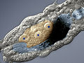 Thumbnail for version as of 09:20, 3 December 2009