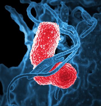 Bacterial flagellum structure.jpeg