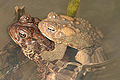 Thumbnail for version as of 20:01, 25 February 2011