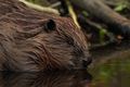 Castor fiber vistulanus (Castor Fiber)