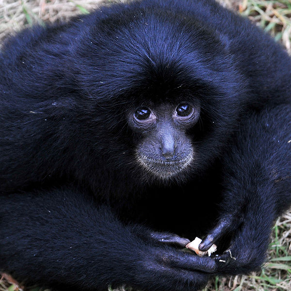 File:Cute gibbon.jpg