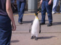 Emporer Penguin (Aptenodytes forsteri)