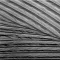 Structure of a feather.