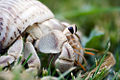 Hermit Crab (species name) Subtaxa: