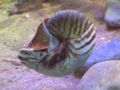 Nautilus Class: Cephalopoda