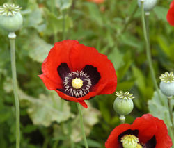 Poppy flower.jpg