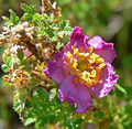 Thumbnail for version as of 04:50, 25 April 2018