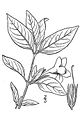 Carolina wild petunia (Ruellia caroliniensis caroliniensis) Variety: caroliniensis