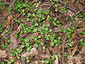 Seedlings of the American Elm