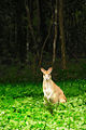 Thumbnail for version as of 19:05, 30 November 2008