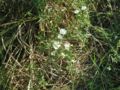 Heath Aster (Aster ericoides)