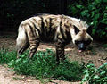 Striped Hyena (Hyaena hyaena)