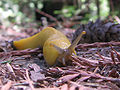 Thumbnail for version as of 08:40, 4 January 2010