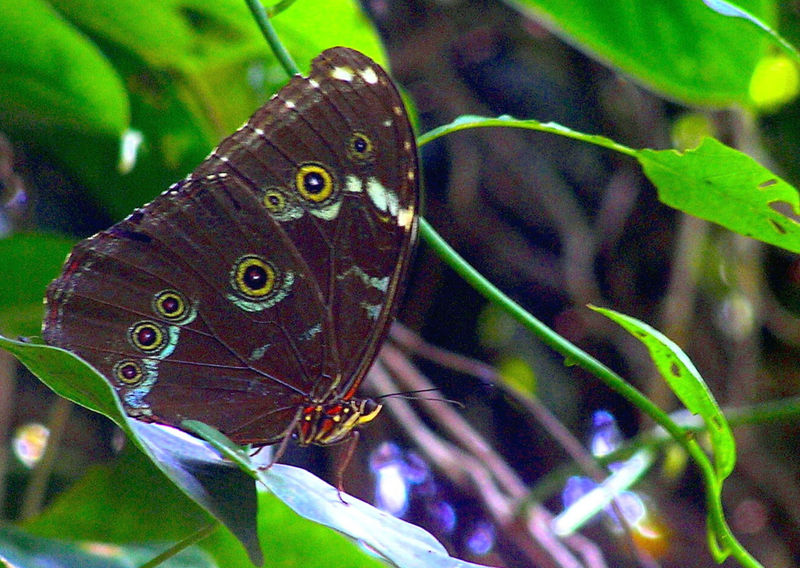 File:Butterflyrainforest.jpg