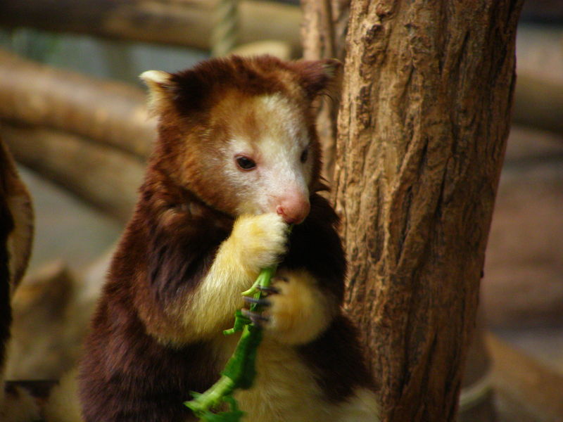 File:Dendrolagus goodfellow eating.jpg