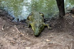 Estuarine Crocodile.jpg