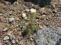 Thumbnail for version as of 03:42, 19 May 2010
