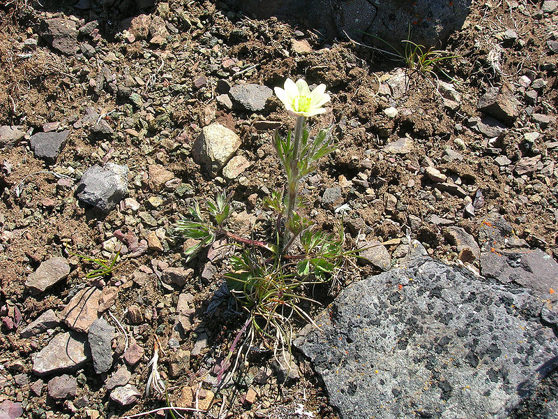 File:Limestone.jpg