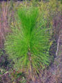Longleaf Pine in it's "grass-stage."