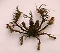 Graceful Decorator Crab (Oregonia gracilis) Family: Majidae